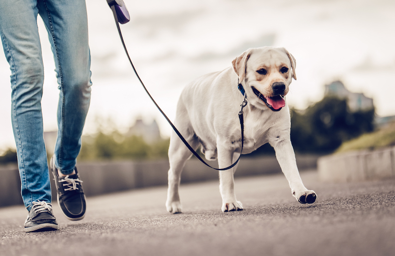 「人と犬との絆の9割は散歩によって築かれる」心に刺さるシーザー・ミランの名言集