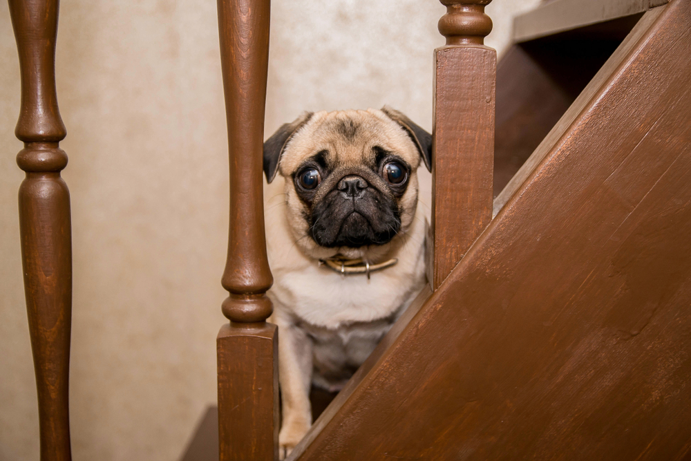 海外のオーナーに学ぶ！愛犬に階段の上り下りを教えるときは「励まし続けること・大げさに褒めること」を忘れずに【動画あり】